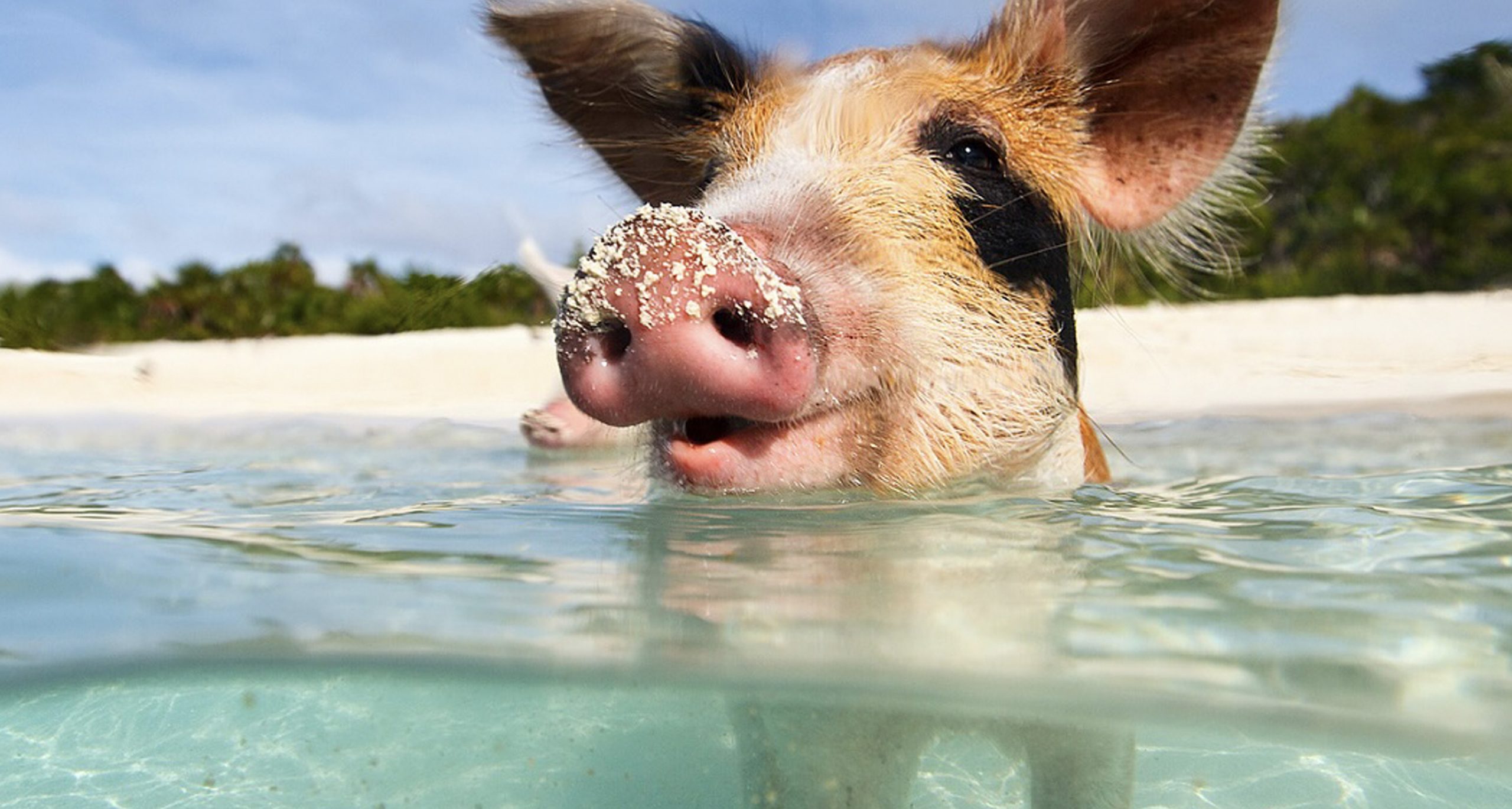 Pig Island